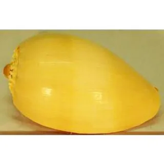 MS5 ŠKOLJKA MELLO 5, 12cm
