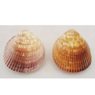 SS-0007 ŠKOLJKA