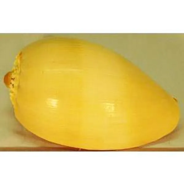 MS5 ŠKOLJKA MELLO 5, 12cm
